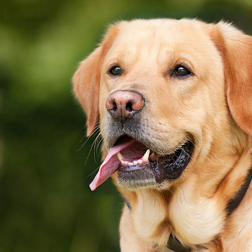 un chiot soin pharmacie Balzac