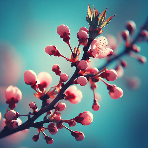 Gemmothérapie herboristerie Vitry-sur-Seine